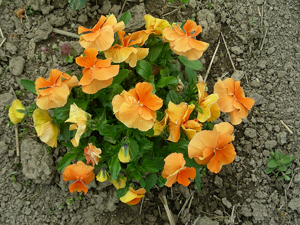 pansy in flower